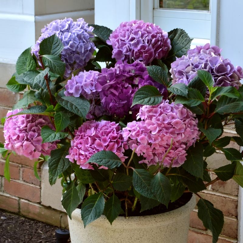 Hydrangea Garden Party image