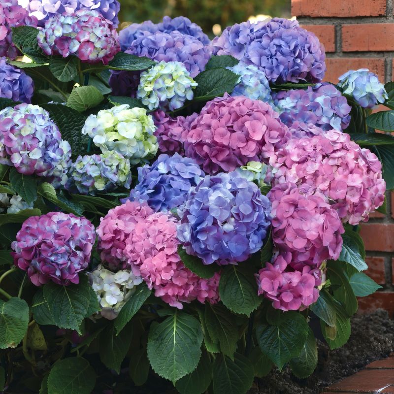 Hydrangea  L.a. Dreamin image