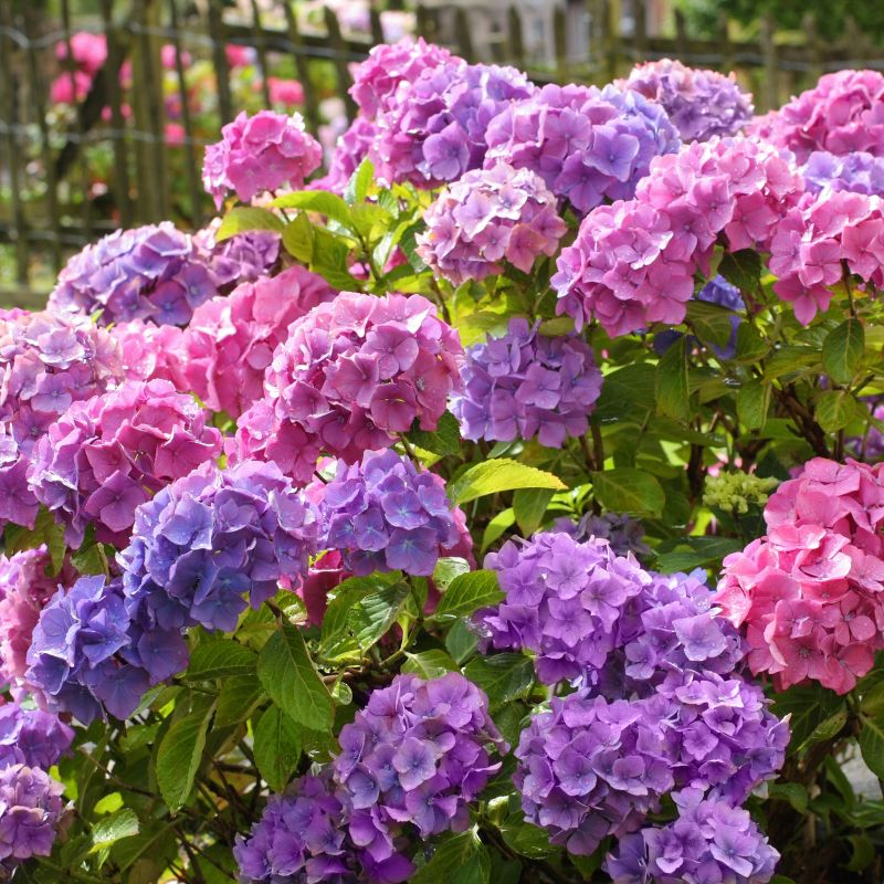 Hydrangea Penny Mac With Pink Flowers image
