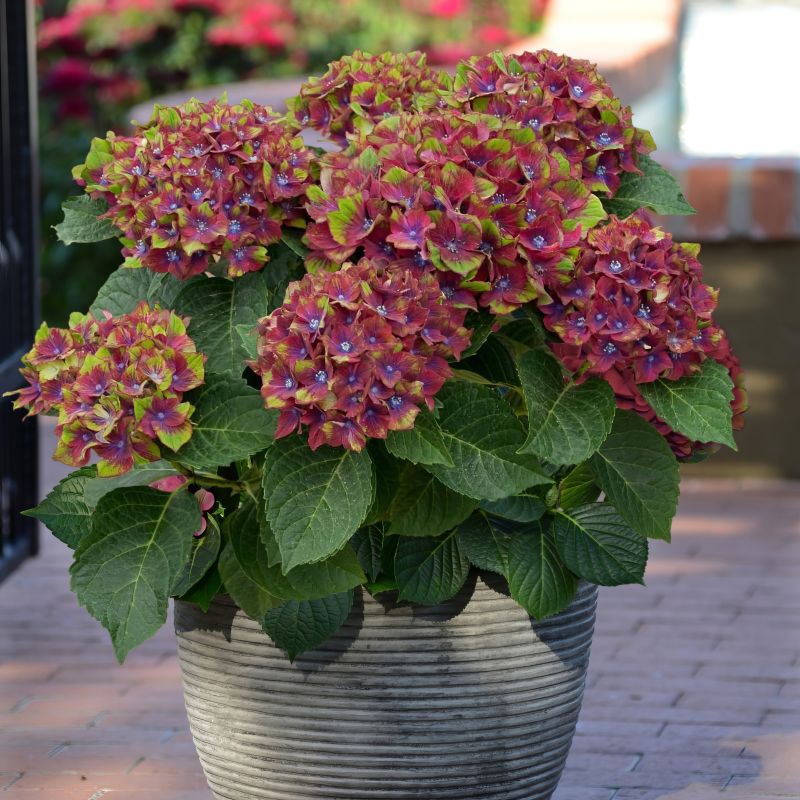 Hydrangea Pistachio image