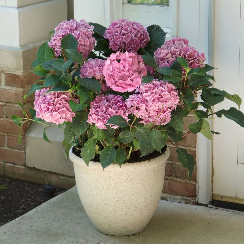 Hydrangea Poppett image