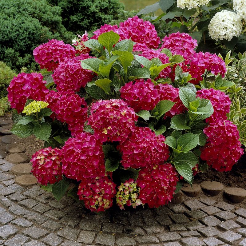 Hydrangea Red Beauty With Red Flowers image
