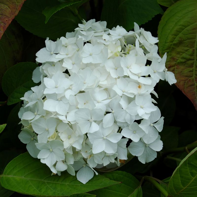 Hydrangea Snow Storm image