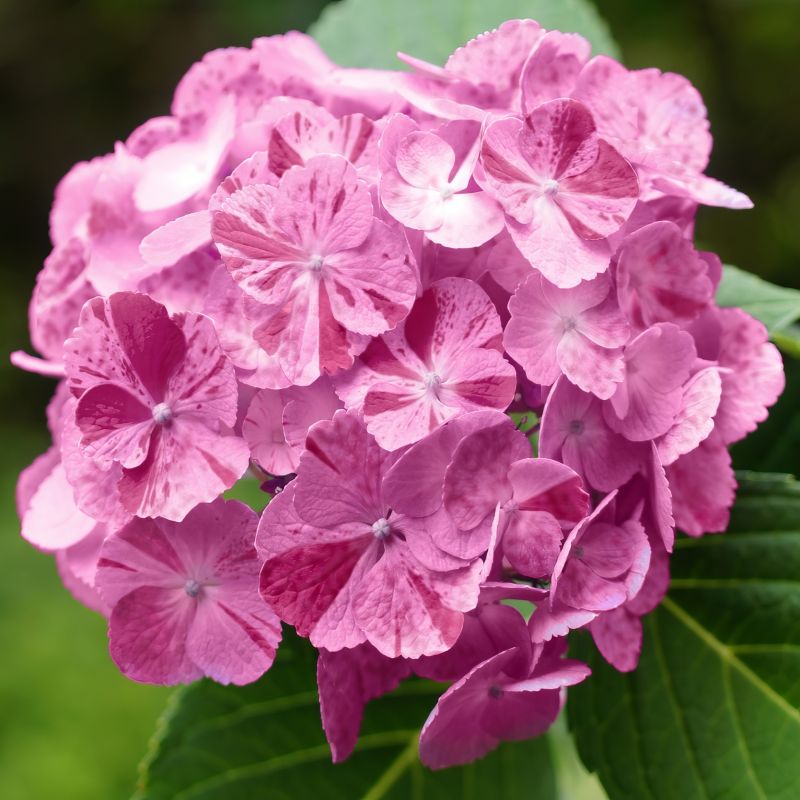Hydrangea Sweet Fantasy image