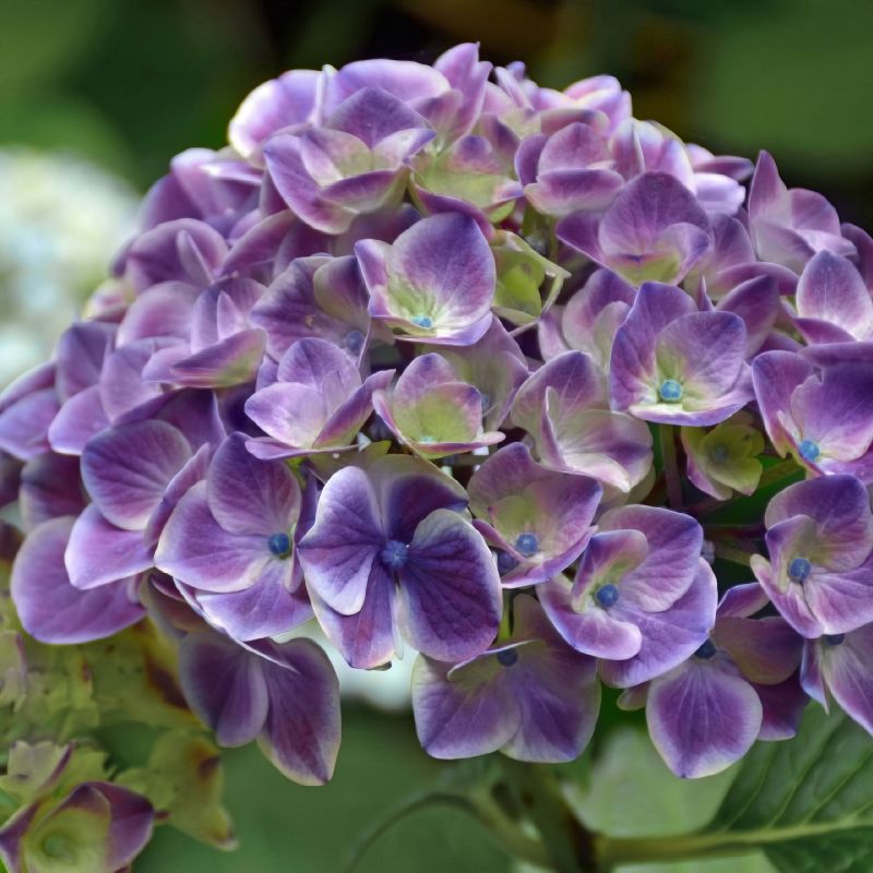 Hydrangea Violet Crown image