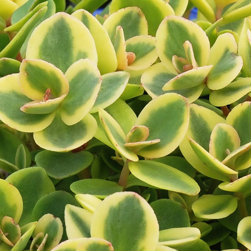 Sedum Lime Twister image