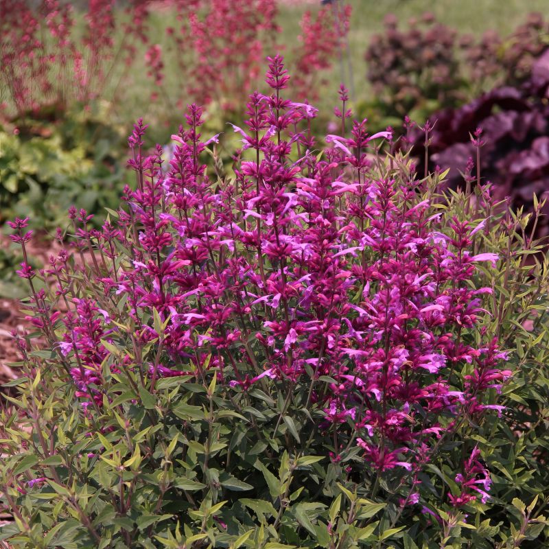 Agastache Rosie Posie image