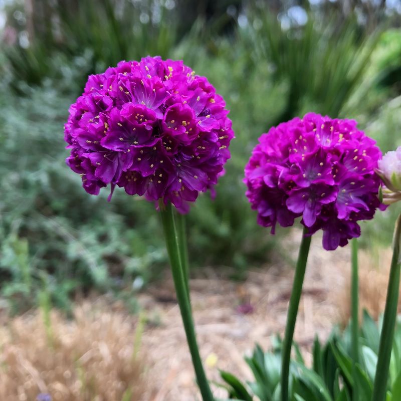 Armeria Dreameria Vivid Dreams image