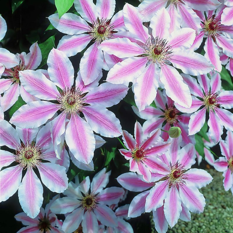 Clematis Nelly Moser image