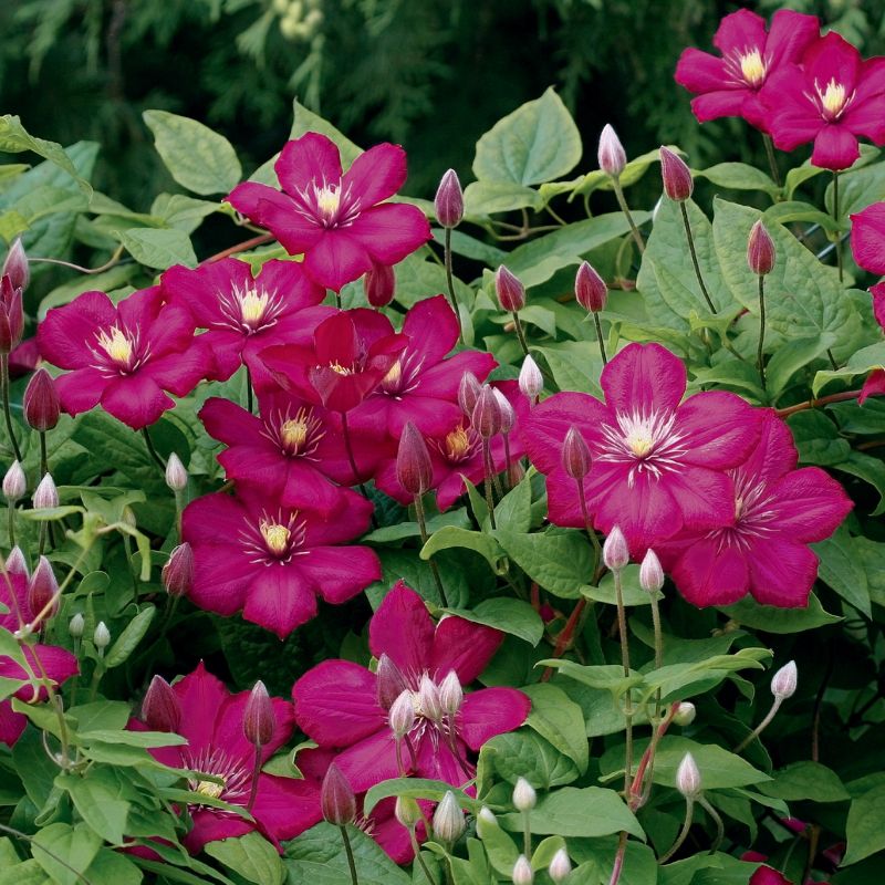 Clematis, 'Rouge Cardinal' image
