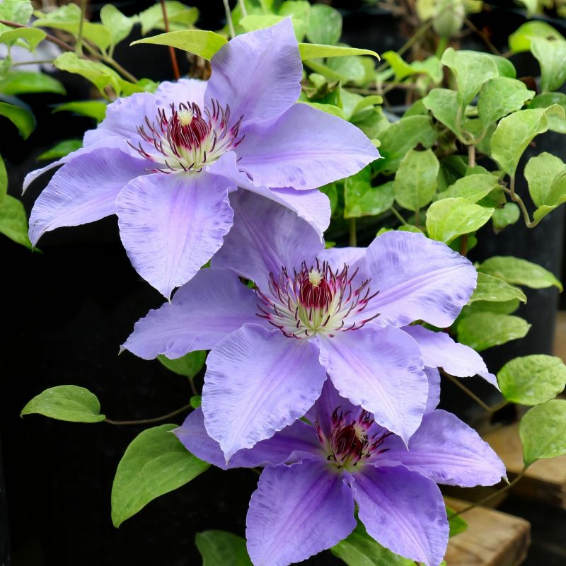 Clematis, Vancouver™ 'Sea Breeze' image
