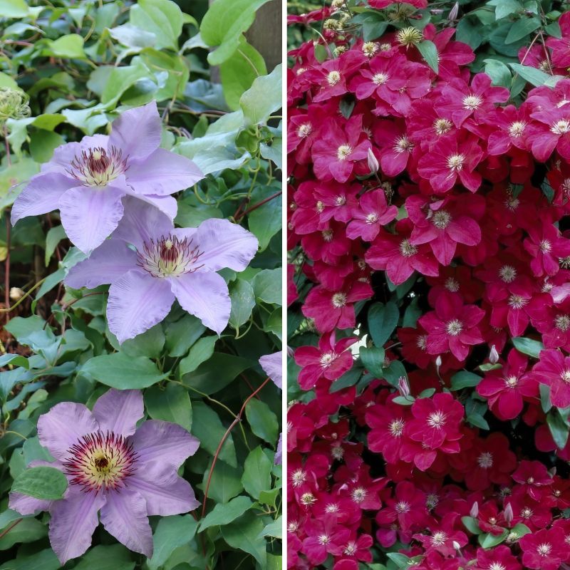 Clematis Collection image