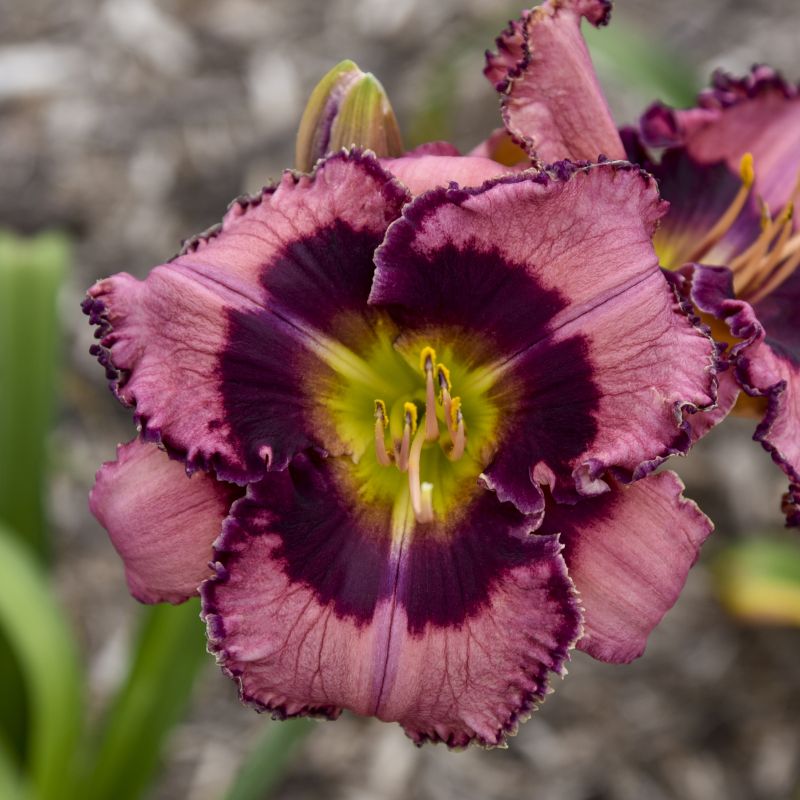 Hemerocallis Be Fruitful And Multiply image