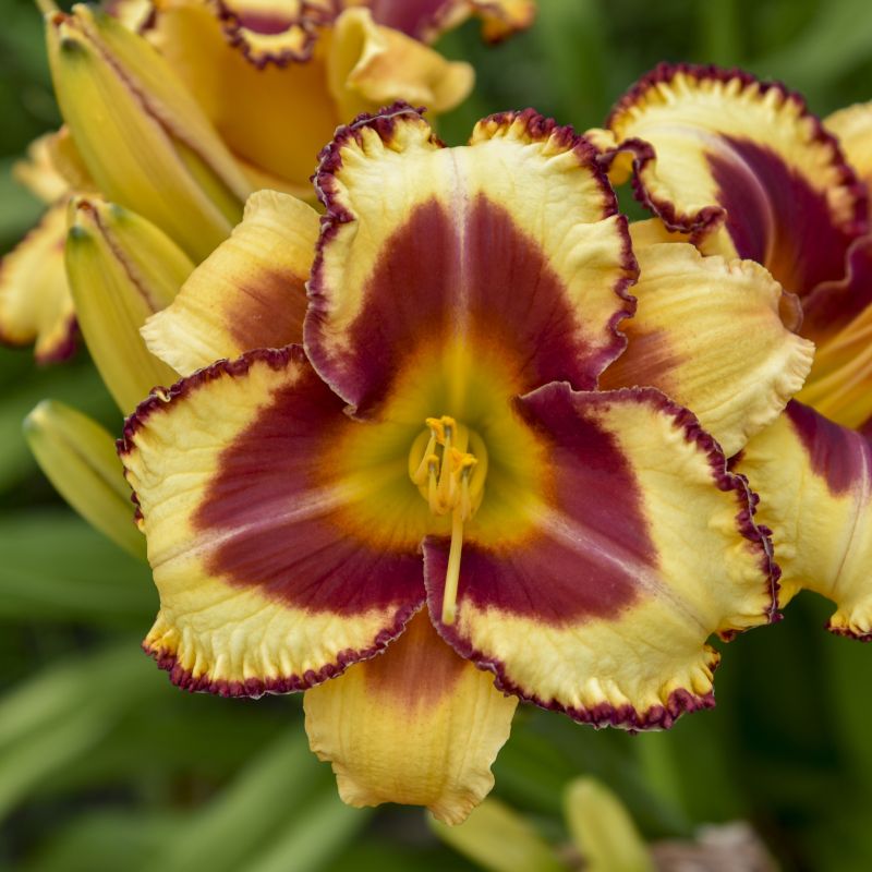 Hemerocallis Blazing Glory image