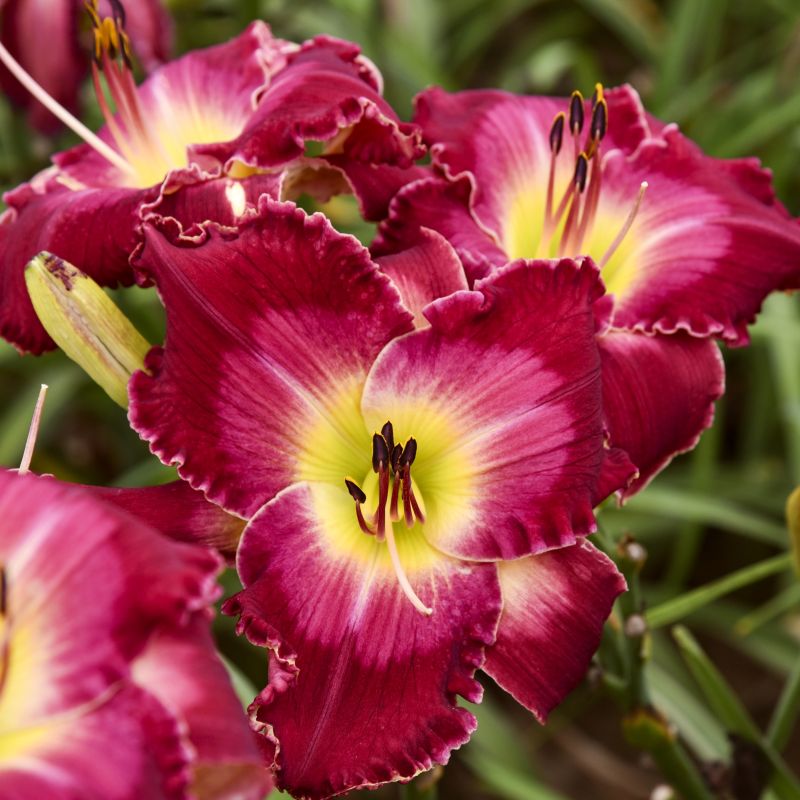 Hemerocallis Blood Sweat And Tears image