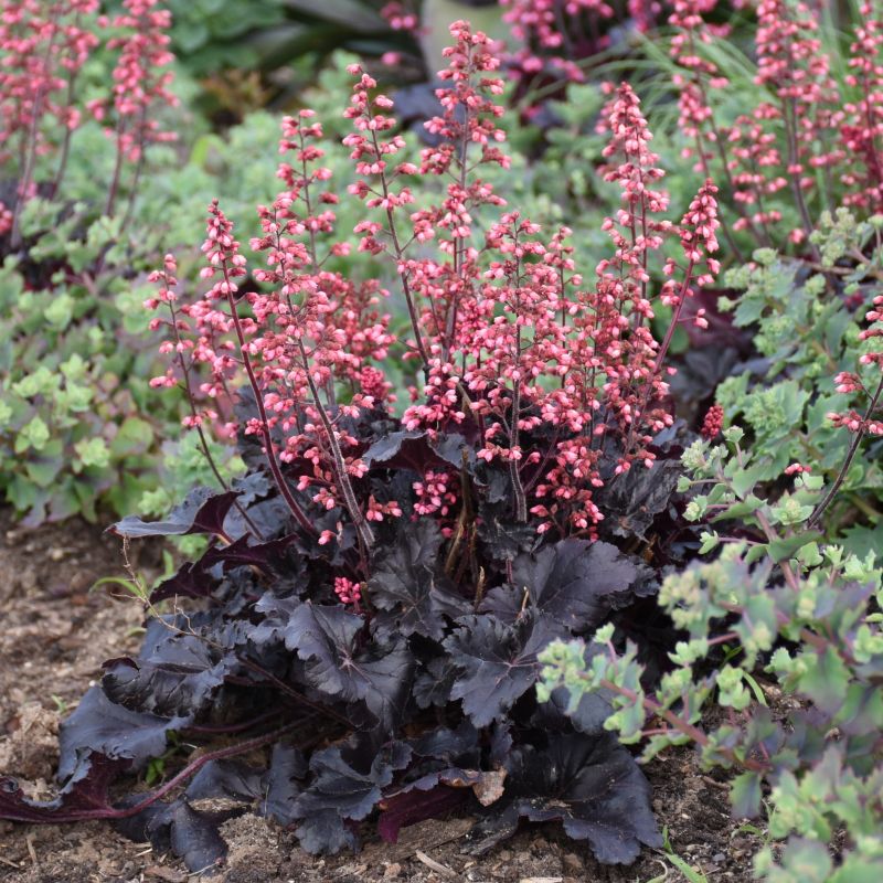 Heuchera Timeless Night image