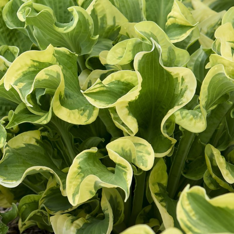 Hosta Shadowland Wheee! image