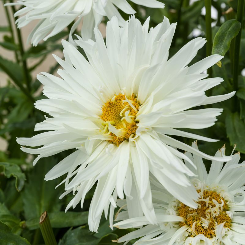 Leucanthemum Whisker White image