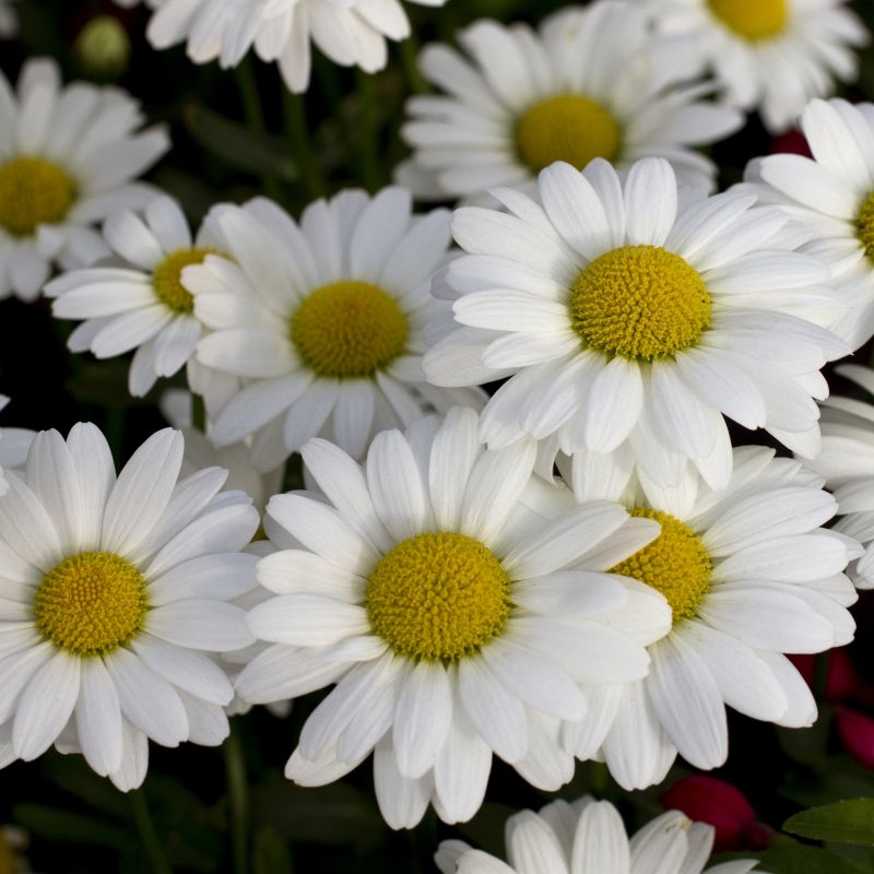 Leucanthemum White Mountain image