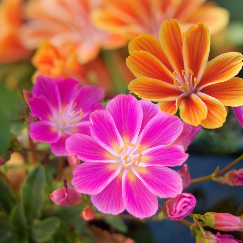 Lewisia Mix image