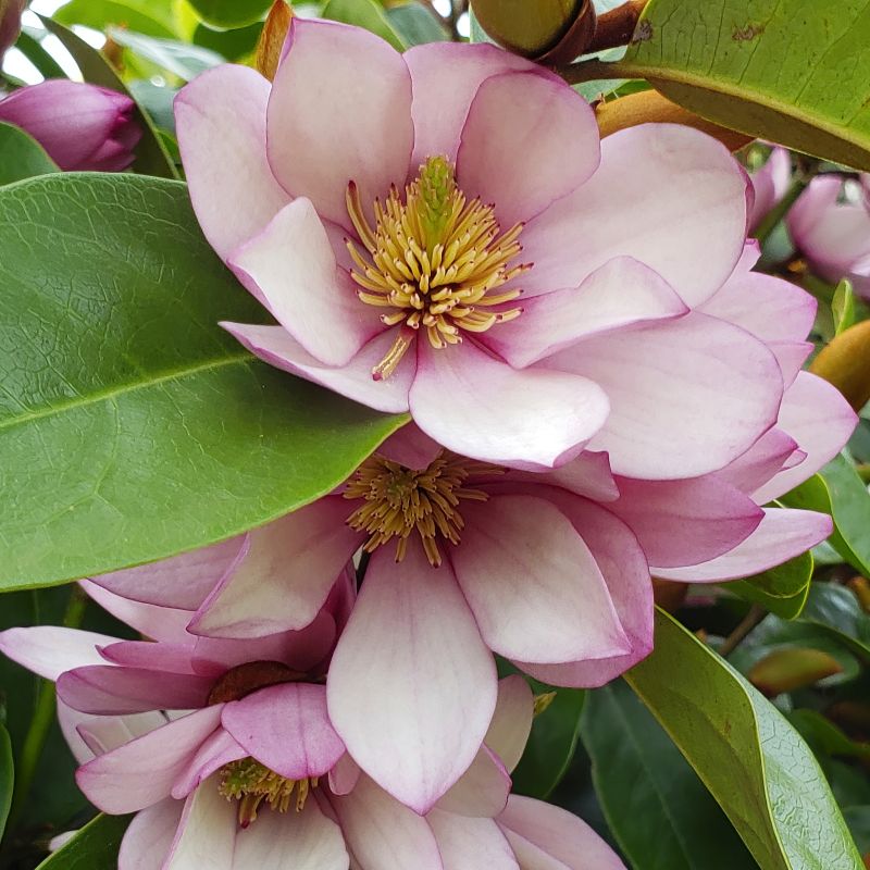 Michelia Fairy Magnolia Blush image