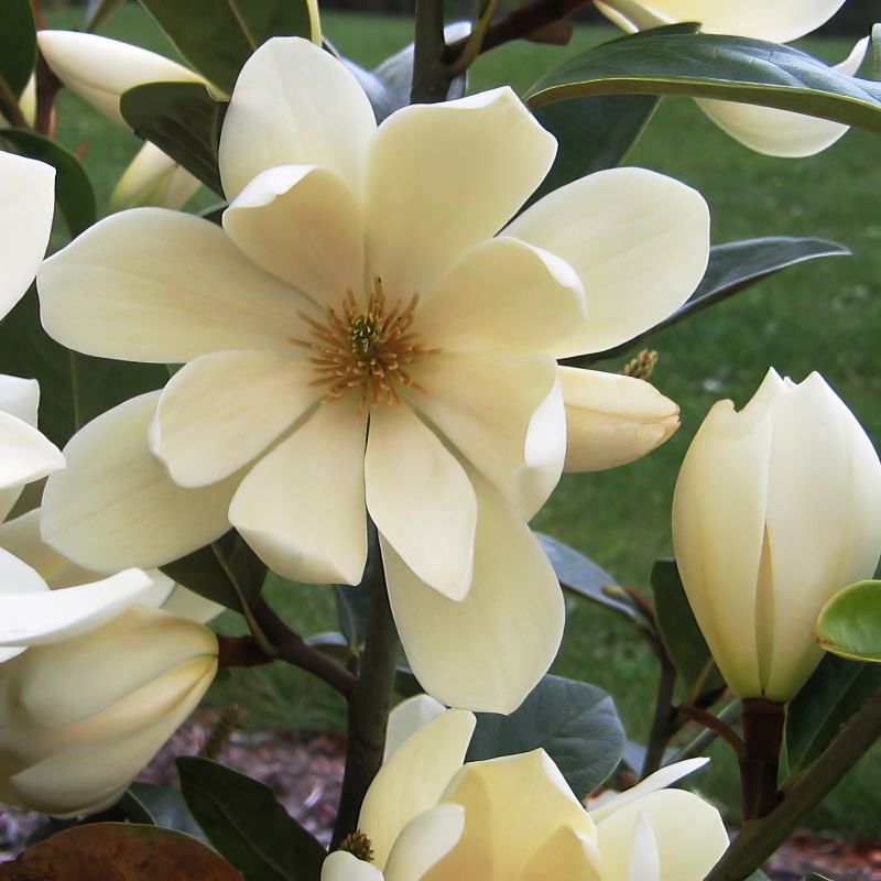 Michelia Fairy Magnolia Cream image
