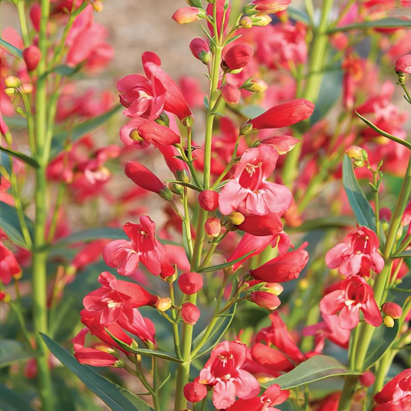 Penstemon Red Riding Hood image