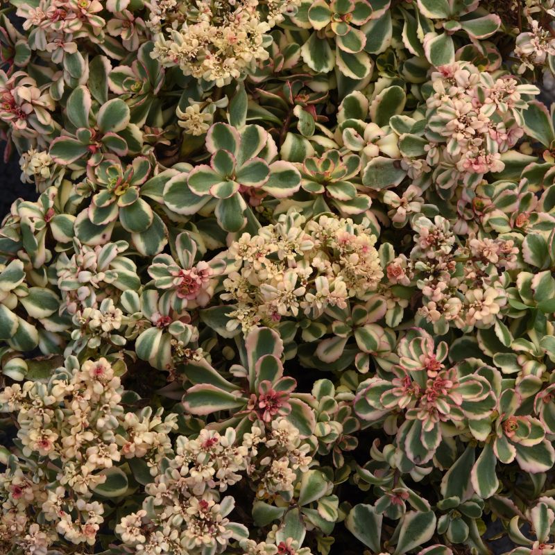 Sedum What A Doozie image
