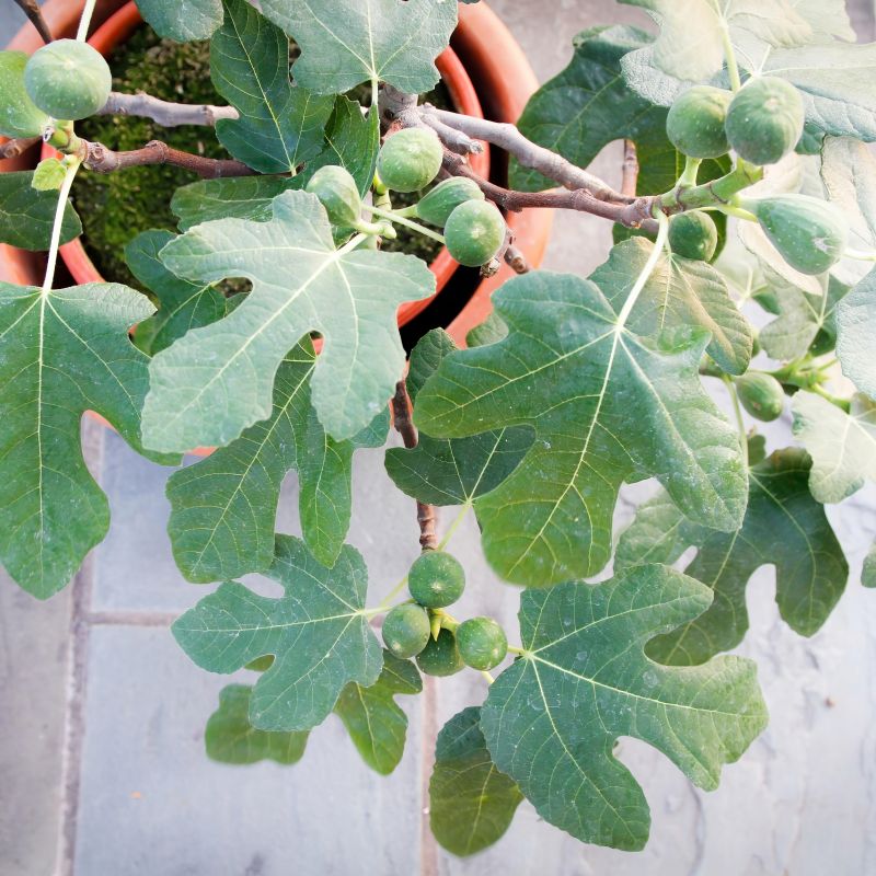 Ficus Fignoninal image