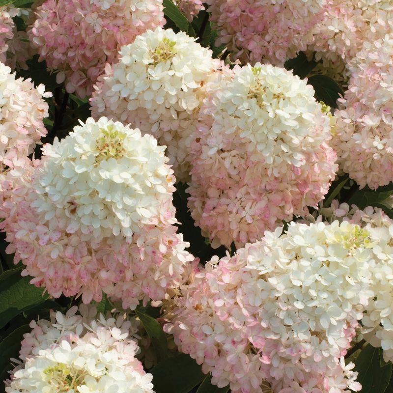 Hydrangea Sweet Starlight image