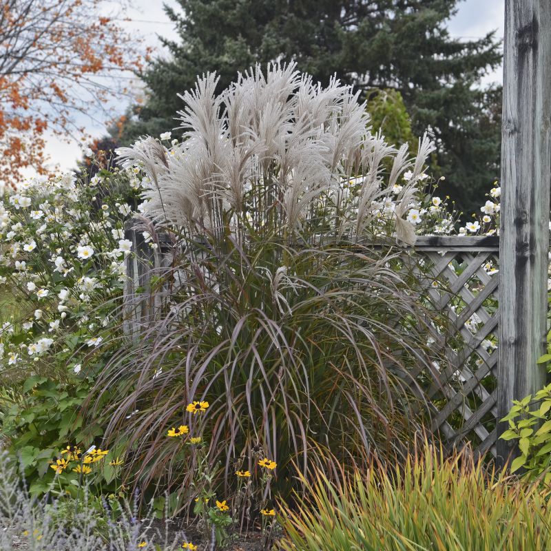 Miscanthus Oktoberfest image