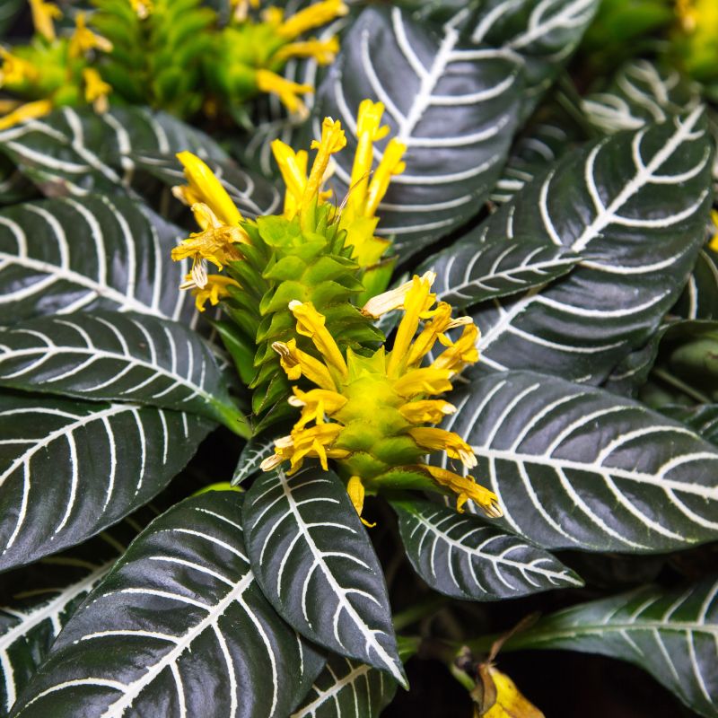Aphelandra Zebra image