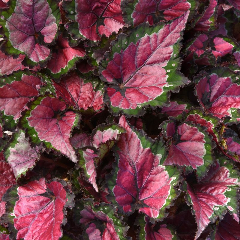 Begonia Rex Dino Cherry Fields image