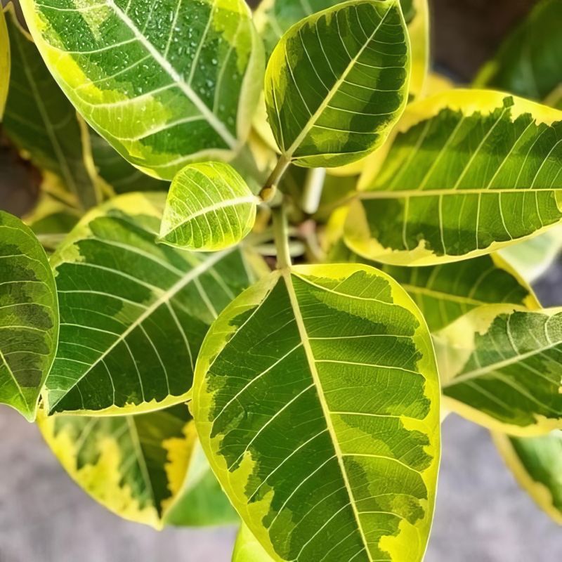 Ficus Altissima Yellow Gem image
