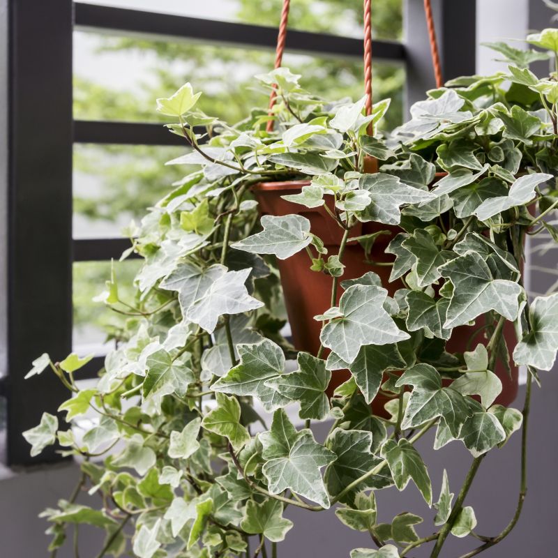 Hedera English Ivy image