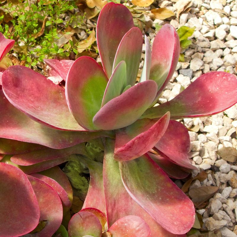 Kalanchoe Flapjack 'Paddle Plant' image