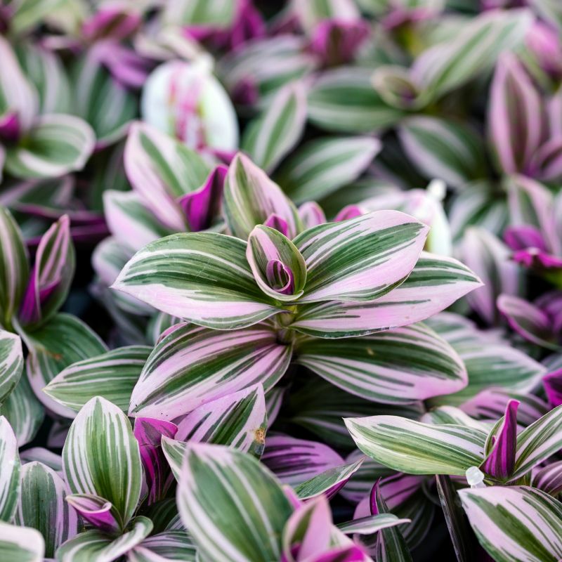 Tradescantia Albiflora Nanouk image