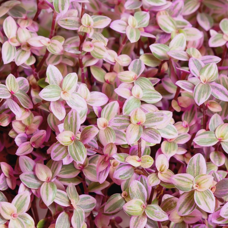 Tradescantia Pink Panther image