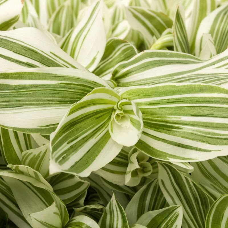 Tradescantia Pistachio White image
