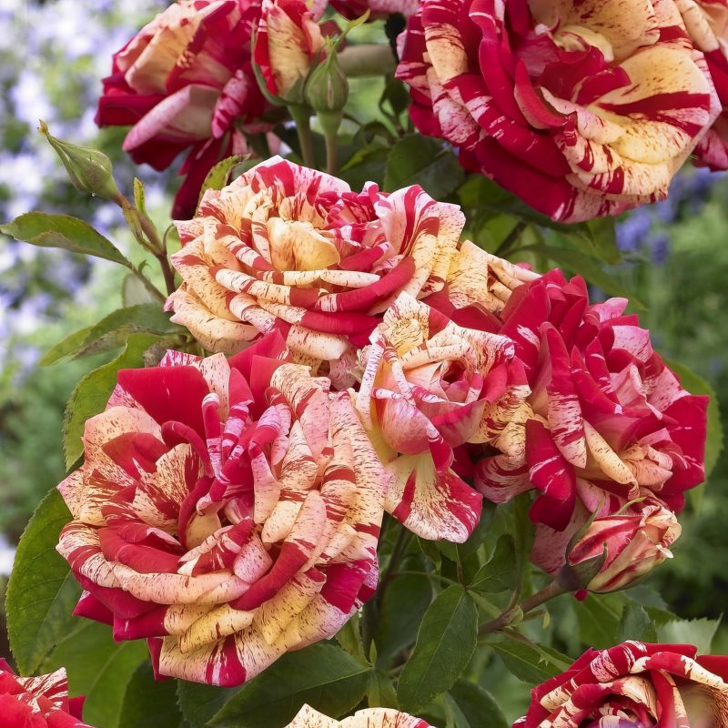 Rose All American Magic image