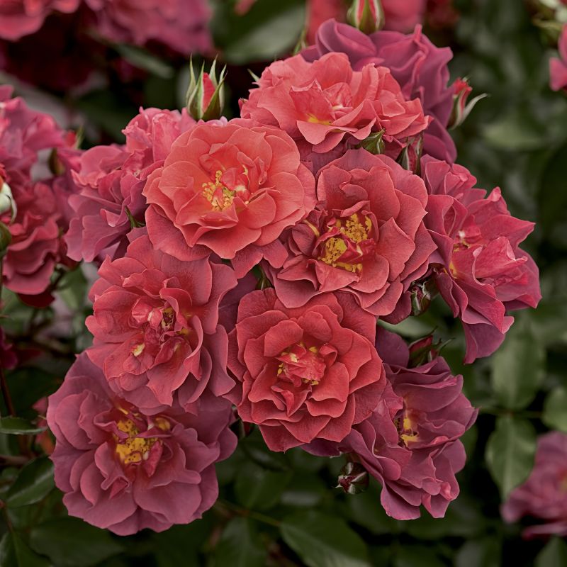 Rose Cinco De Mayo image