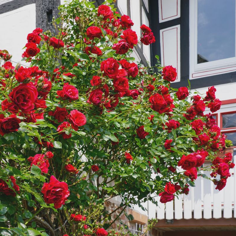 Climbing Rose Don Juan image