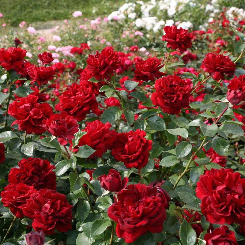 Rose Desmond Tutu Sunbelt image