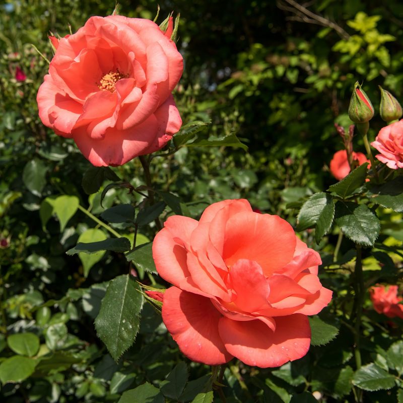 Rose Marmalade Skies image
