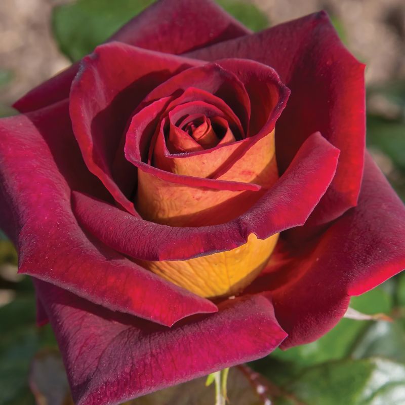 Rose Dark Knight image