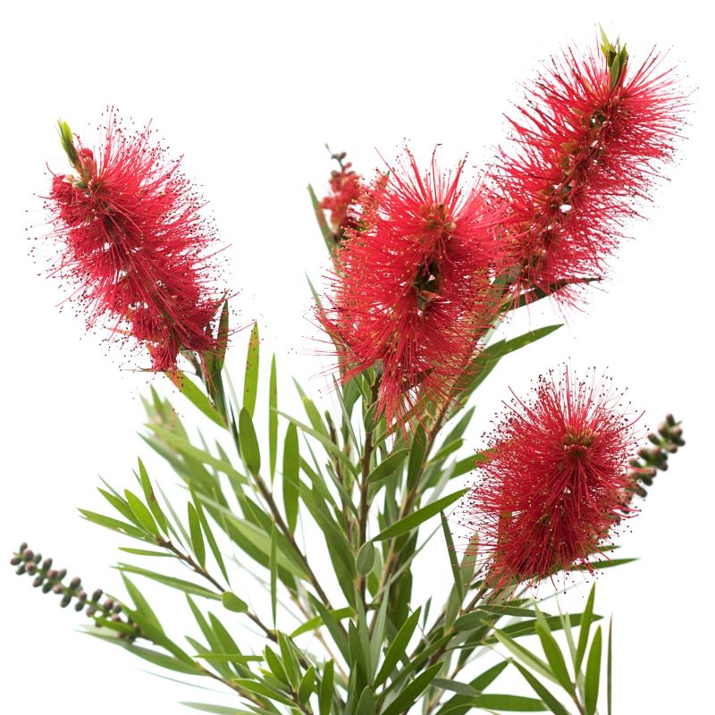 Bottlebrush image