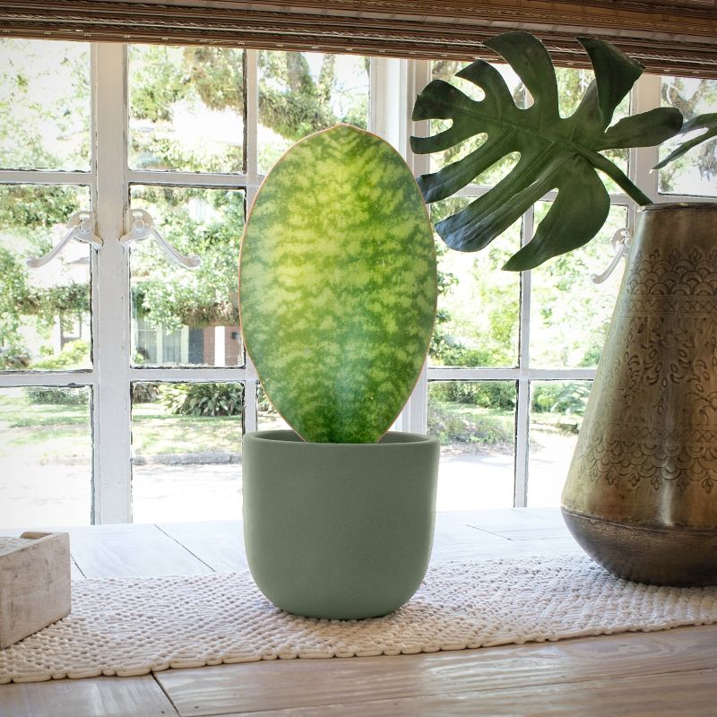 Sansevieria Whalefin image