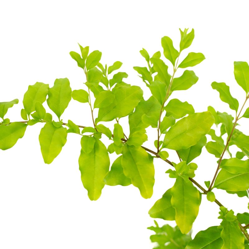 Sunshine Ligustrum image
