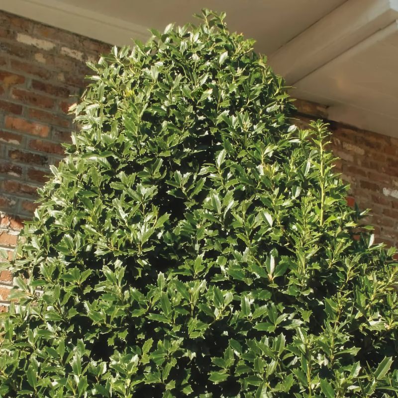 Oakland Holly image