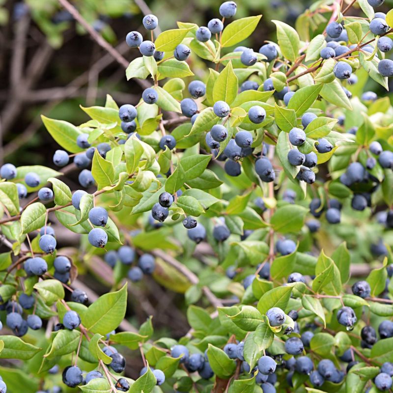 Blueberry Biloxi image